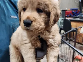 Goldador dogs Goldador Puppy blue collar - Ad 8