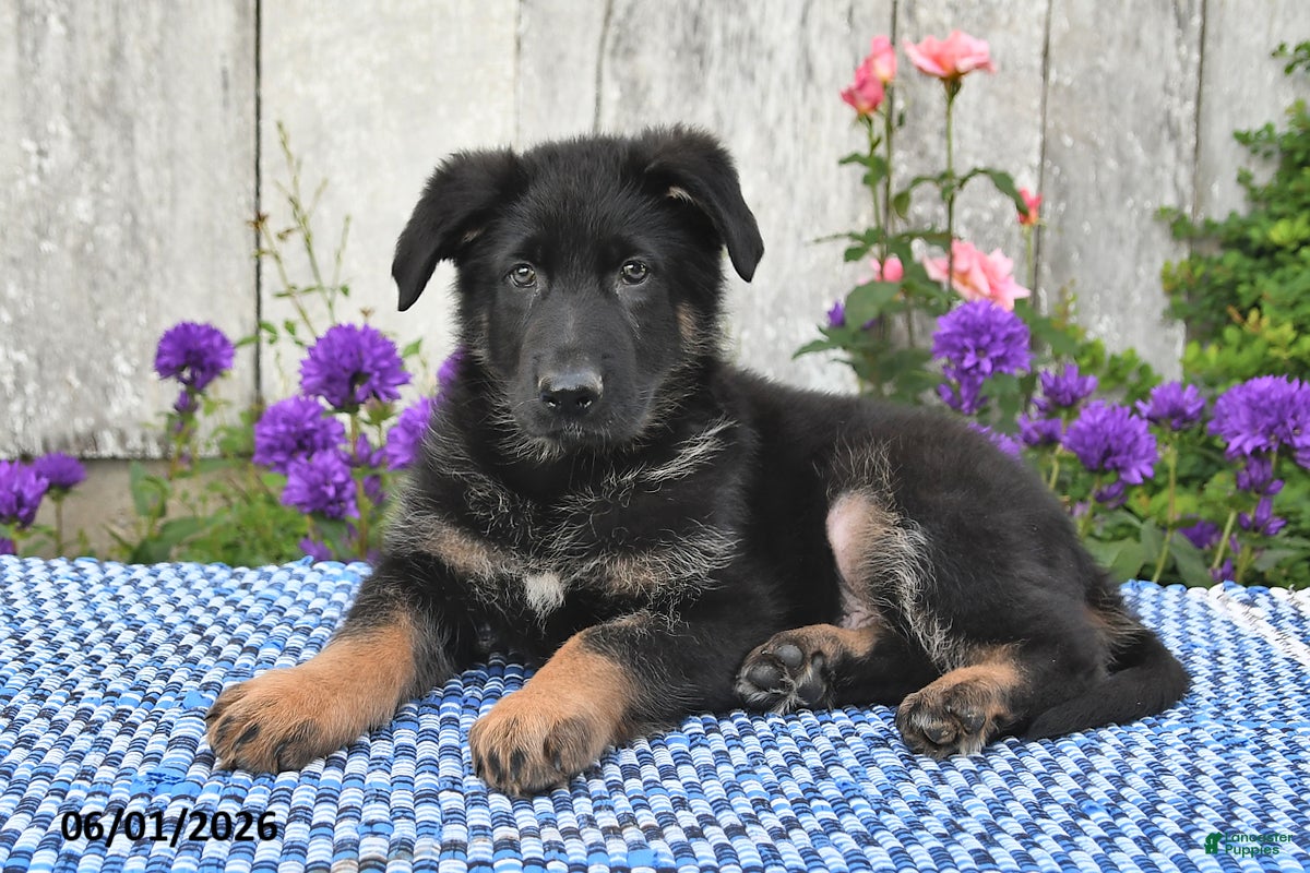 German Shepherd dogs Harley - Ad 2