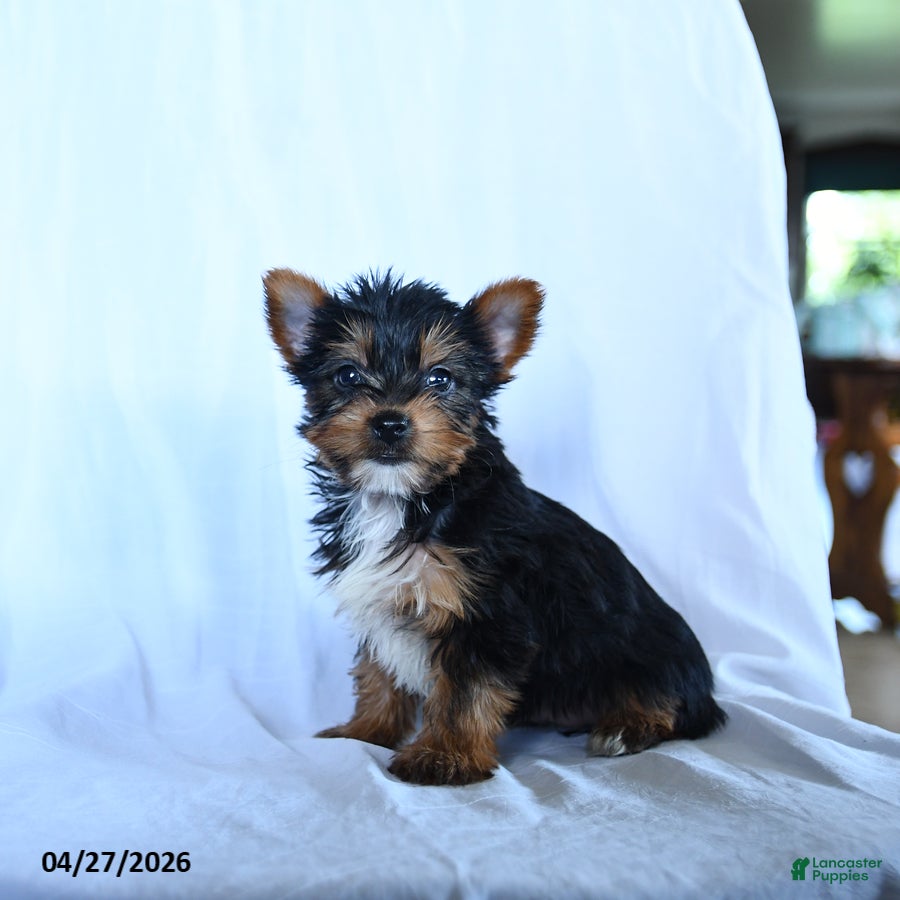 Yorkshire Terrier dogs for sale: Blake - Ad 1