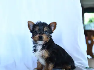 Yorkshire Terrier dogs for sale: Blake - Ad 1