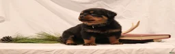 Rottweiler dogs for sale: Argus - Ad 4