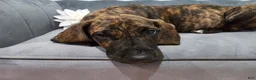 Great Dane dogs for sale: Brindle Princess - Ad 4