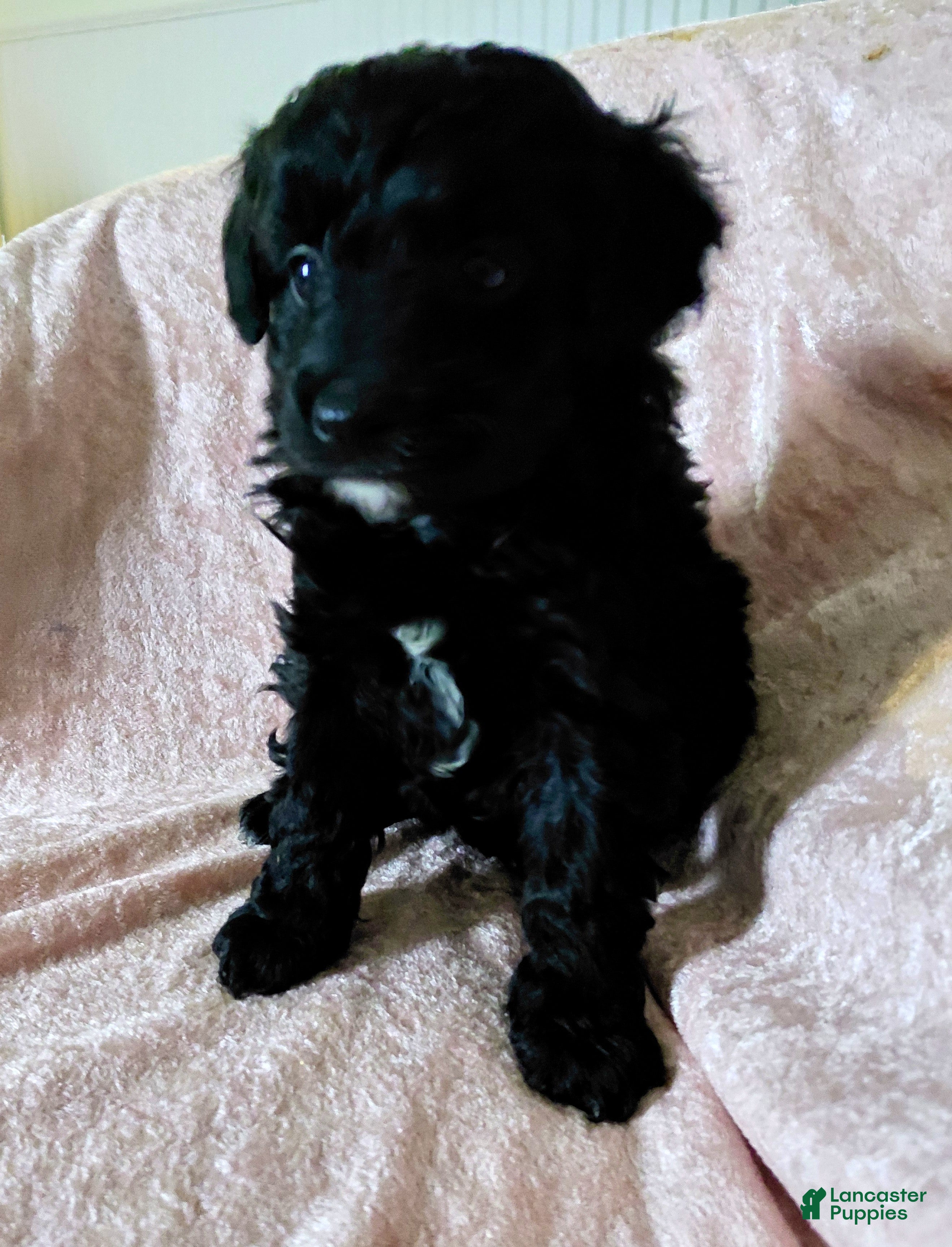 Mini Aussiedoodle dogs Rome  - Ad 11