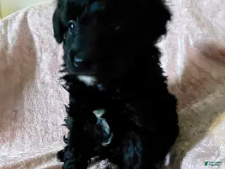 Mini Aussiedoodle dogs Rome - Ad 24