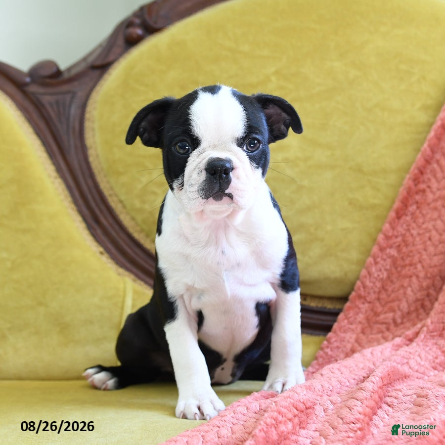 Boston Terrier dogs Alaina - Ad 1
