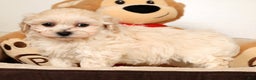 Maltipoo dogs for sale: Sammy - Ad 5