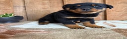 Rottweiler dogs for sale: Luke - Ad 11