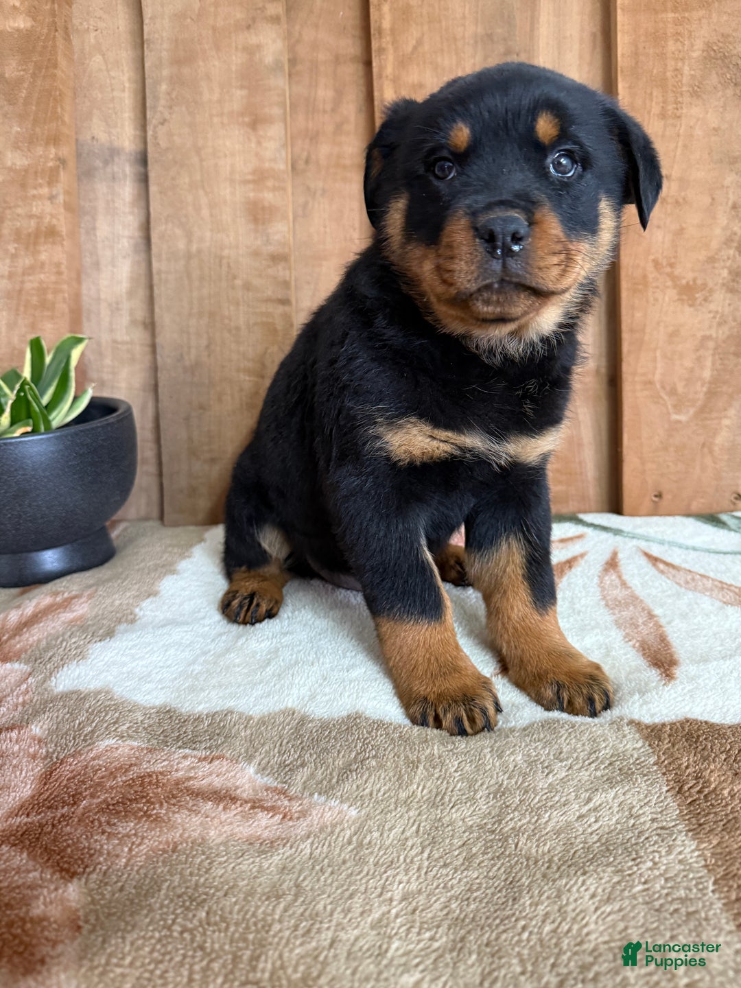 Rottweiler dogs for sale: Luke - Ad 11