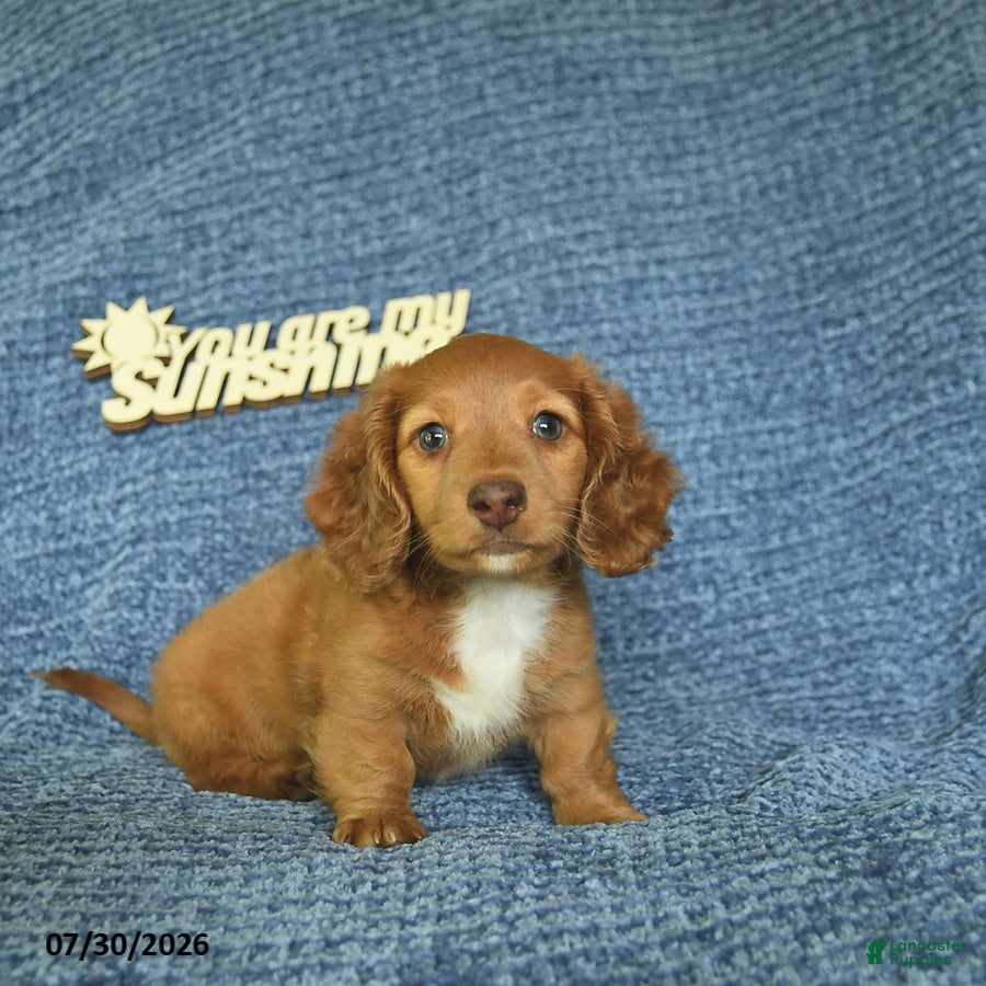 Miniature Dachshund dogs Jordan  - Ad 1
