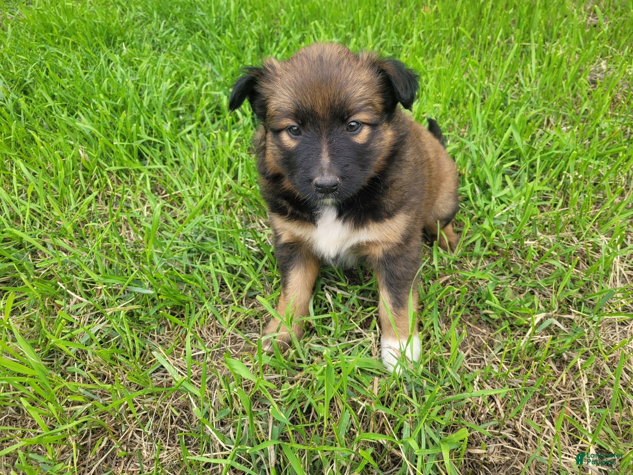 Mixed Breed dogs Ashley  - Ad 1