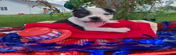 Olde English Bulldogge dogs for sale: Bonnie - Ad 14