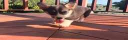 Welsh Corgi Pembroke dogs for sale: Holly - Ad 6