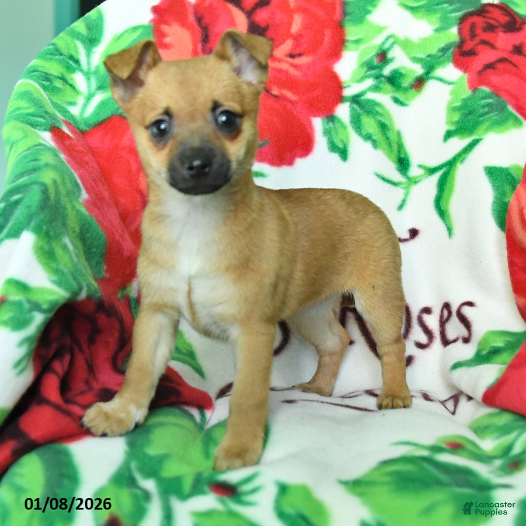 Chihuahua dogs for sale: Abby - Ad 3