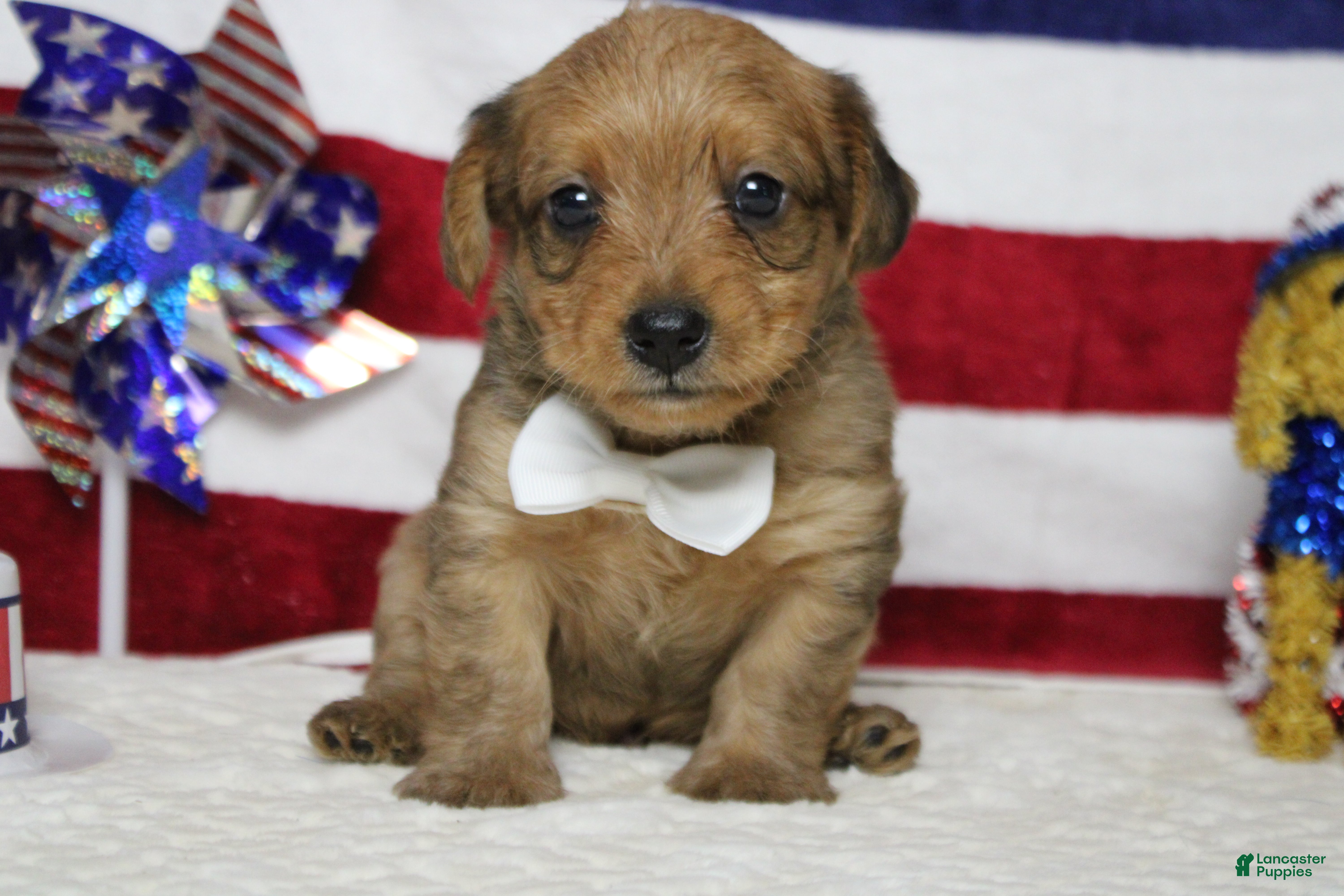 Yorkiepoo dogs Jacque  - Ad 9