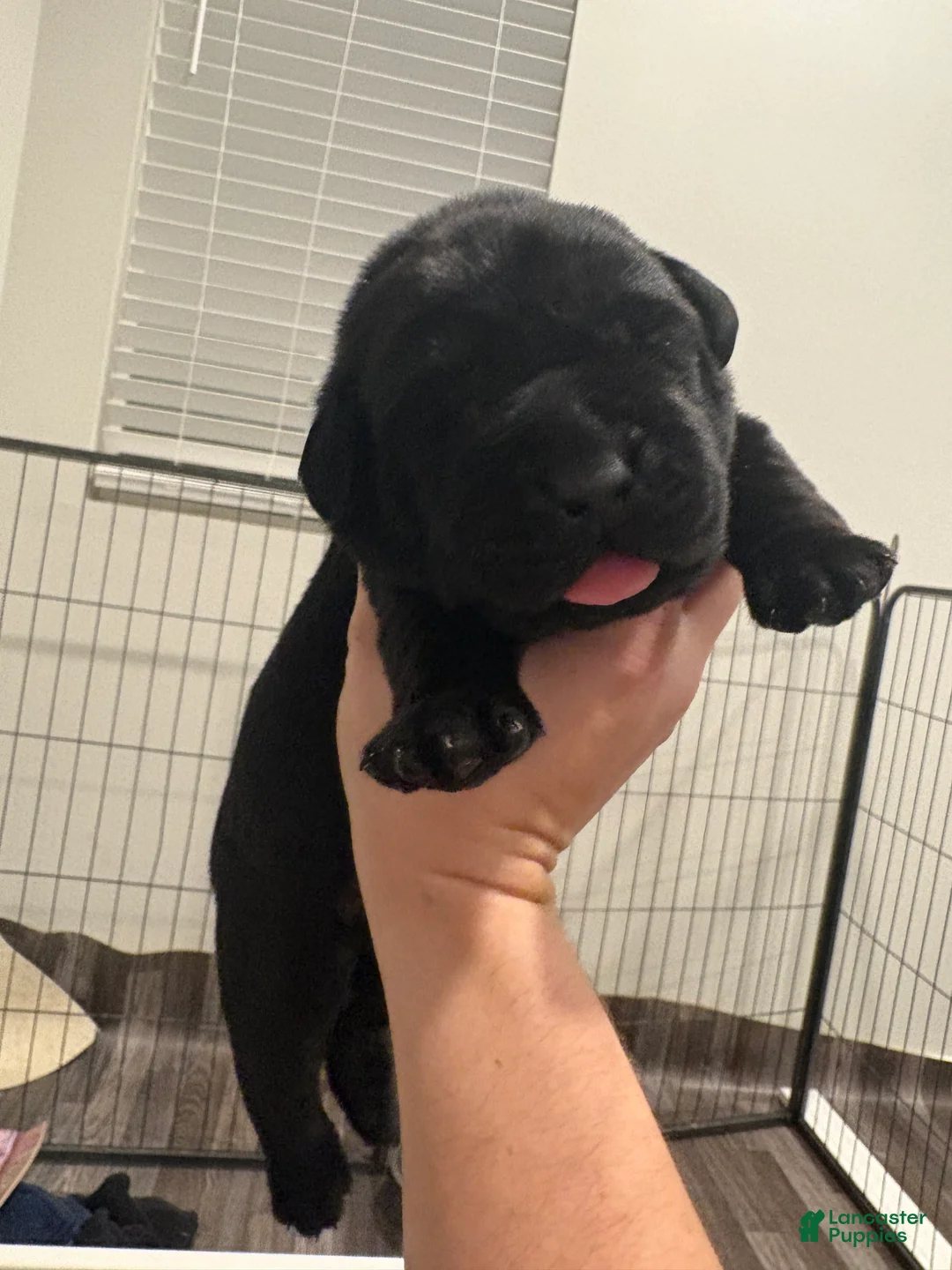 Labrador Retriever dogs for sale: Green collar boy - Ad 2