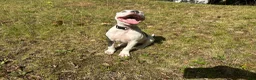 American Pit Bull Terrier dogs for sale: American Pit Bull Terrier 1 - Ad 2