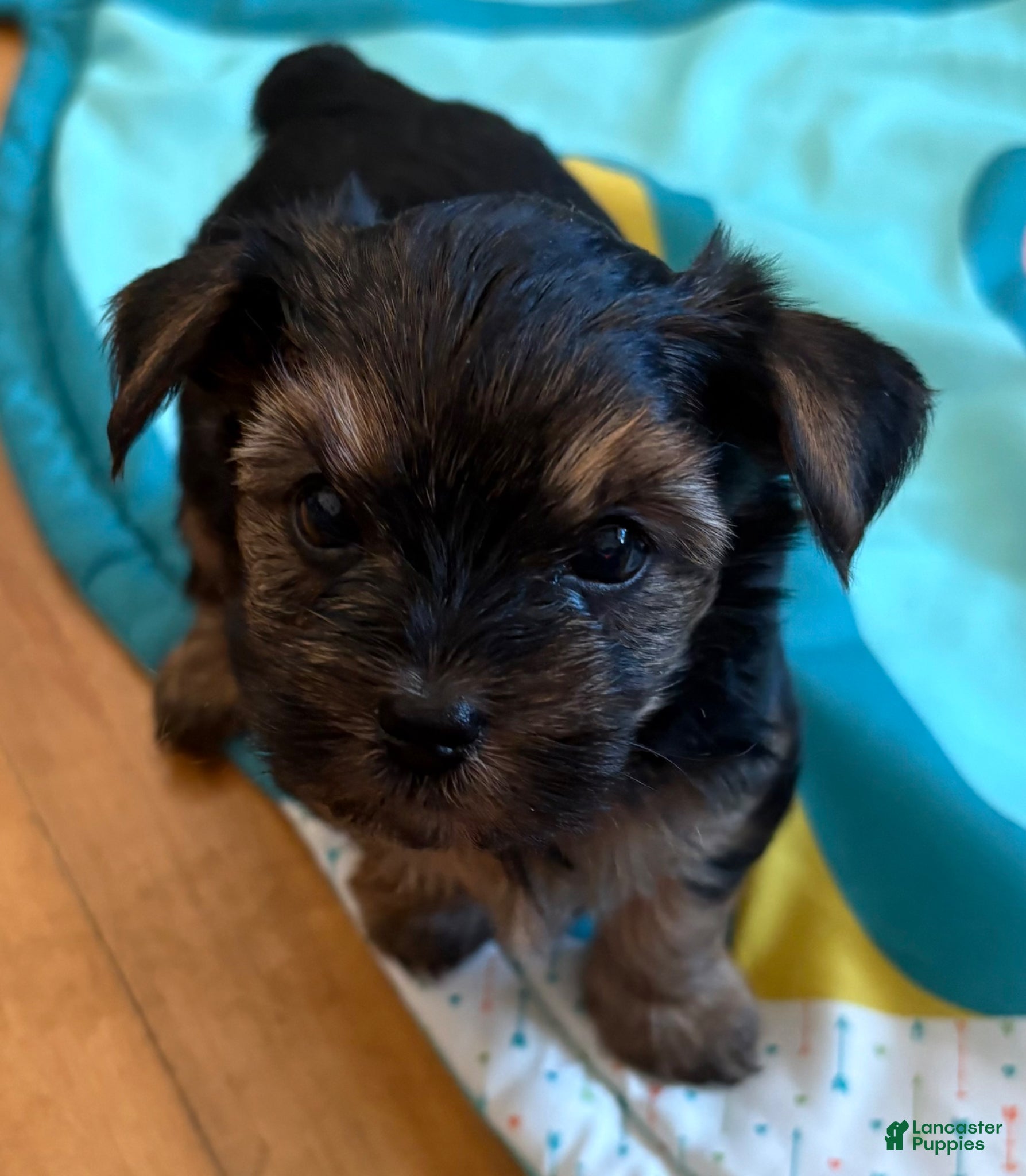 Yorkshire Terrier dogs Yorkshire Terrier Puppy 2 - Ad 1