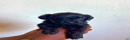Shihpoo dogs for sale: Araya  - Ad 2