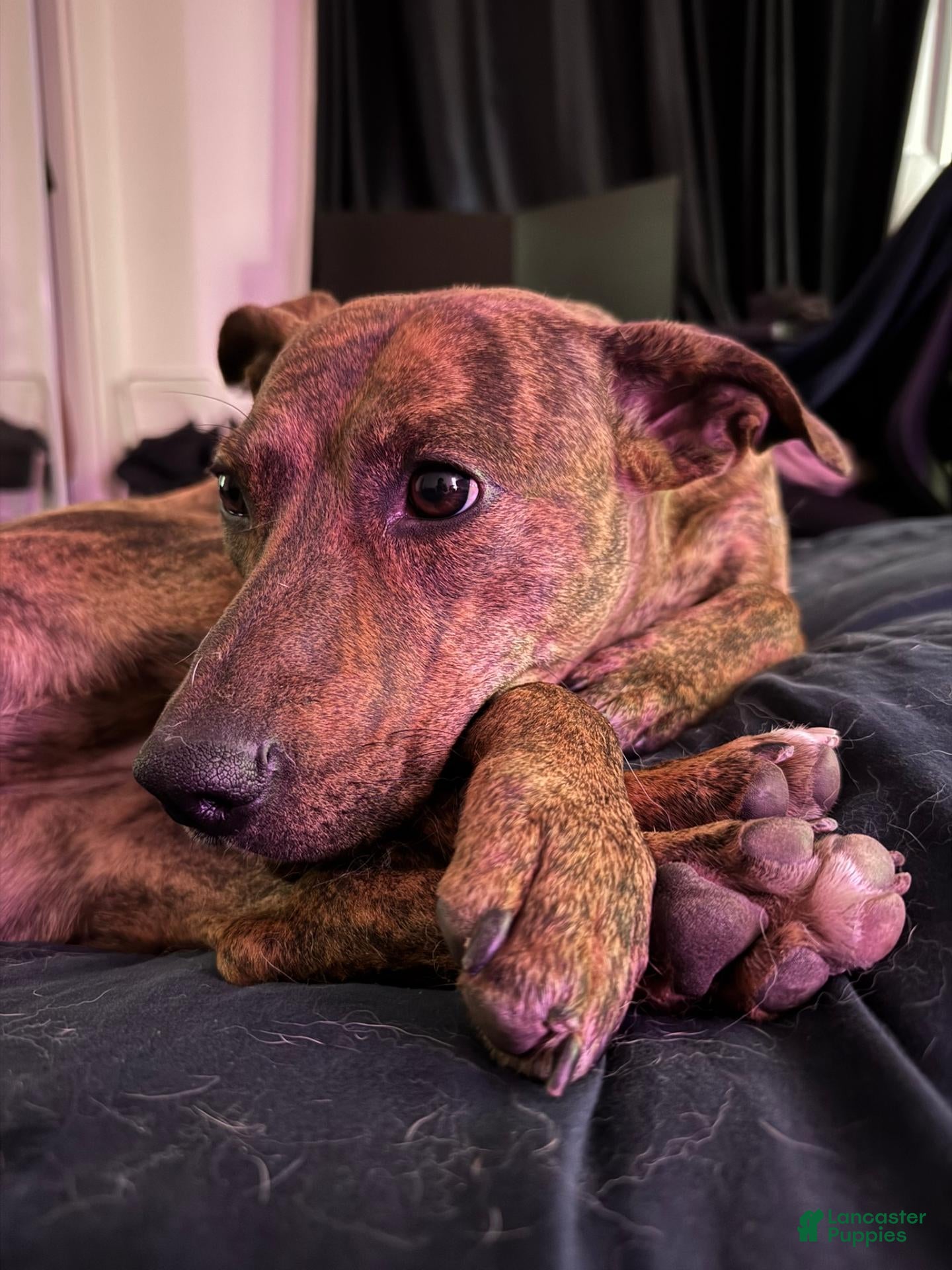 Mixed Breed dogs Marlin - Ad 2