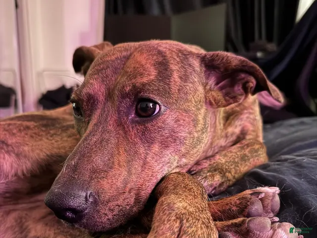 Mixed Breed dogs for sale: Marlin - Ad 2