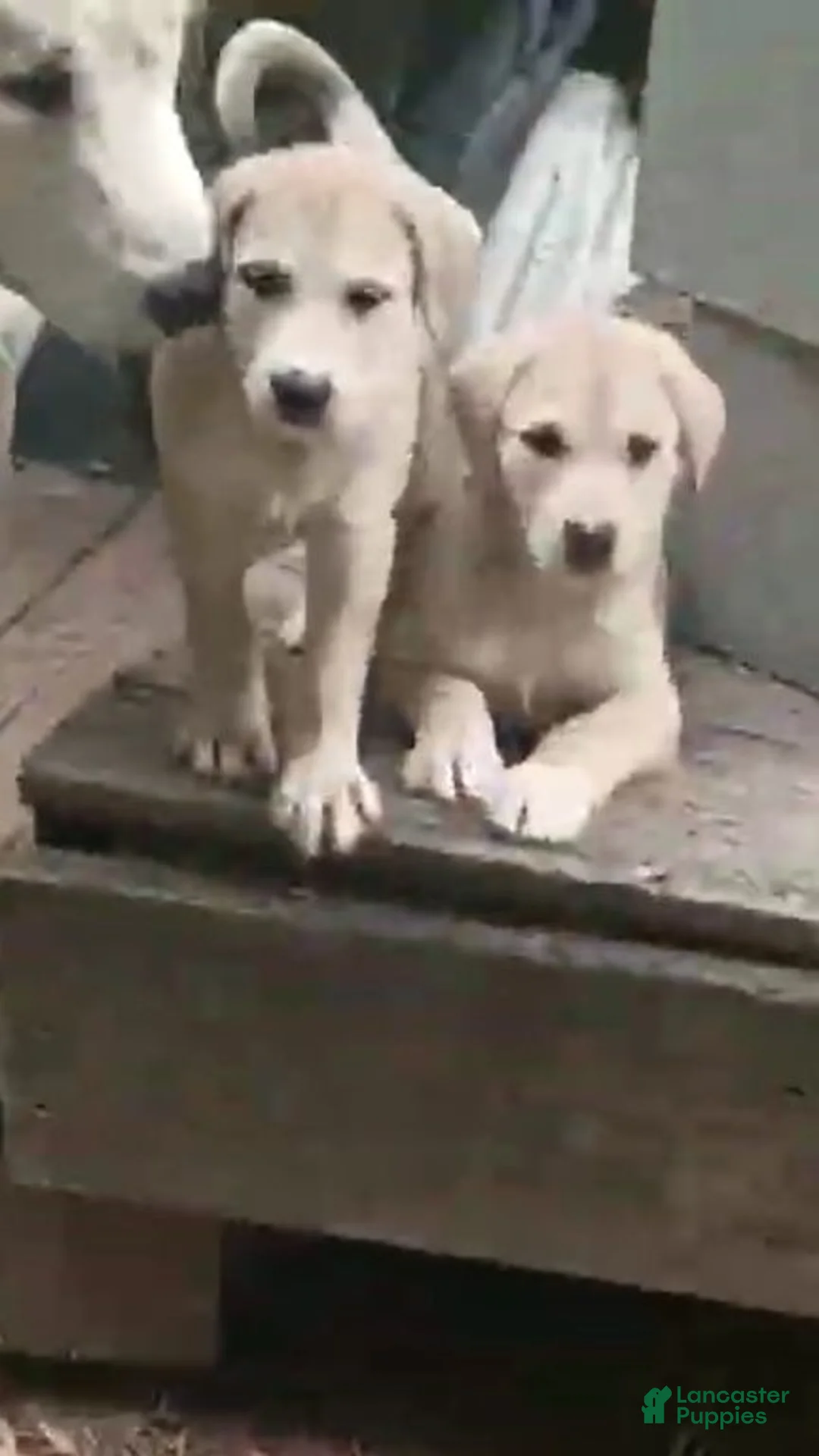 Mixed Breed dogs for sale: BLONDEE  - Ad 2