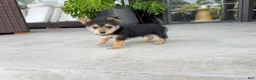 Mixed Breed dogs for sale: Yorkie 1 - Ad 3