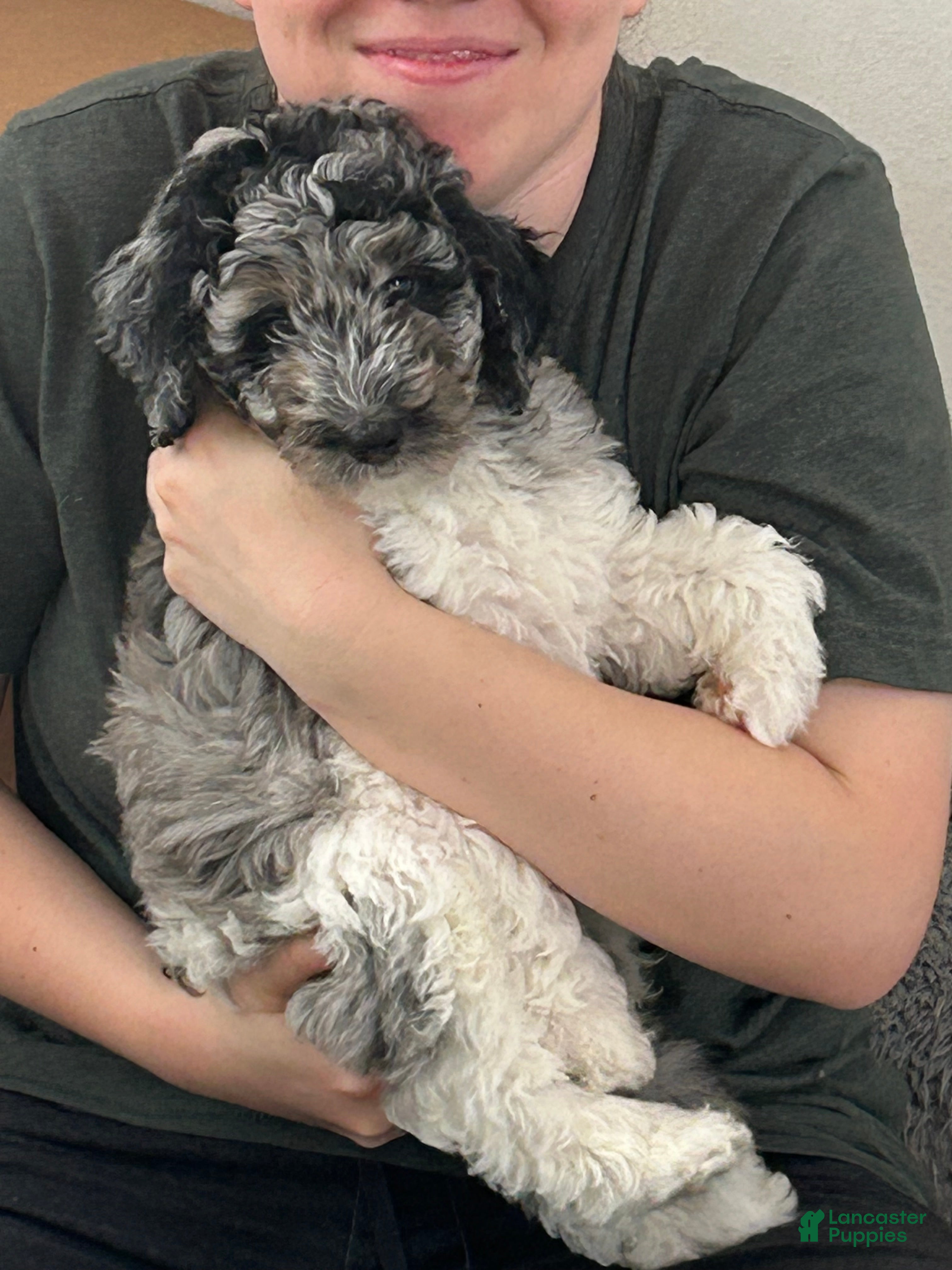 Bernedoodle dogs Oso - Ad 39