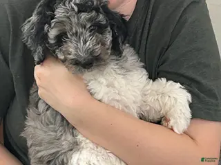 Bernedoodle dogs Oso - Ad 28