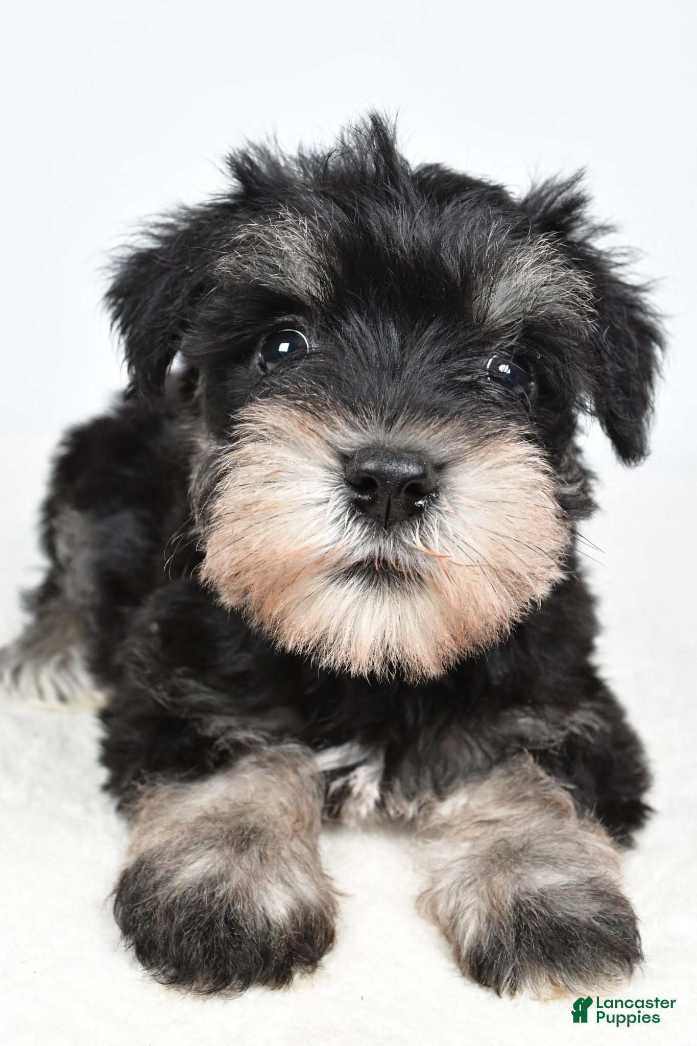 Miniature Schnauzer dogs Heidi - Ad 2