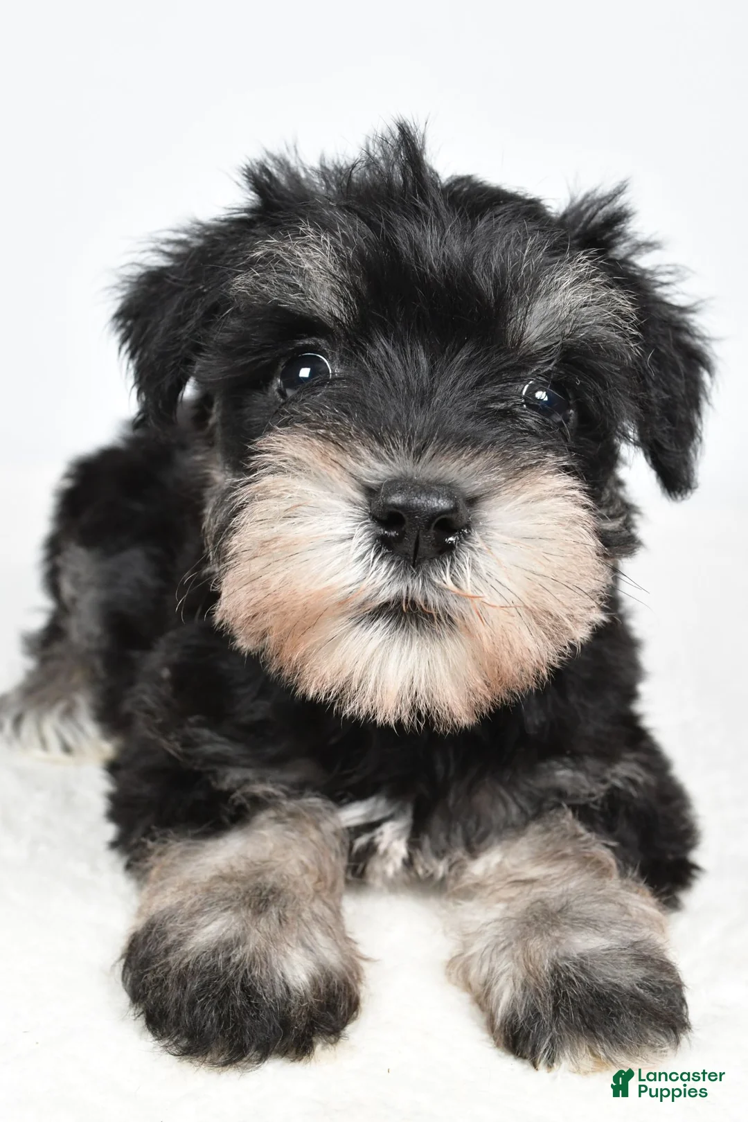 Miniature Schnauzer dogs for sale: Heidi - Ad 2