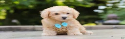 Schnoodle dogs for sale: Astro - Ad 5