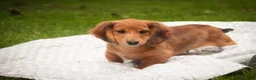 Miniature Dachshund dogs for sale: Ari Miniature Dachshund - Ad 6