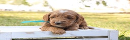 Mini Goldendoodle dogs for sale: Jack - Ad 6