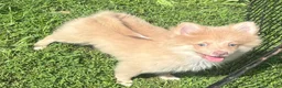 Pomeranian dogs for sale: Pomeranian 1 - Ad 1