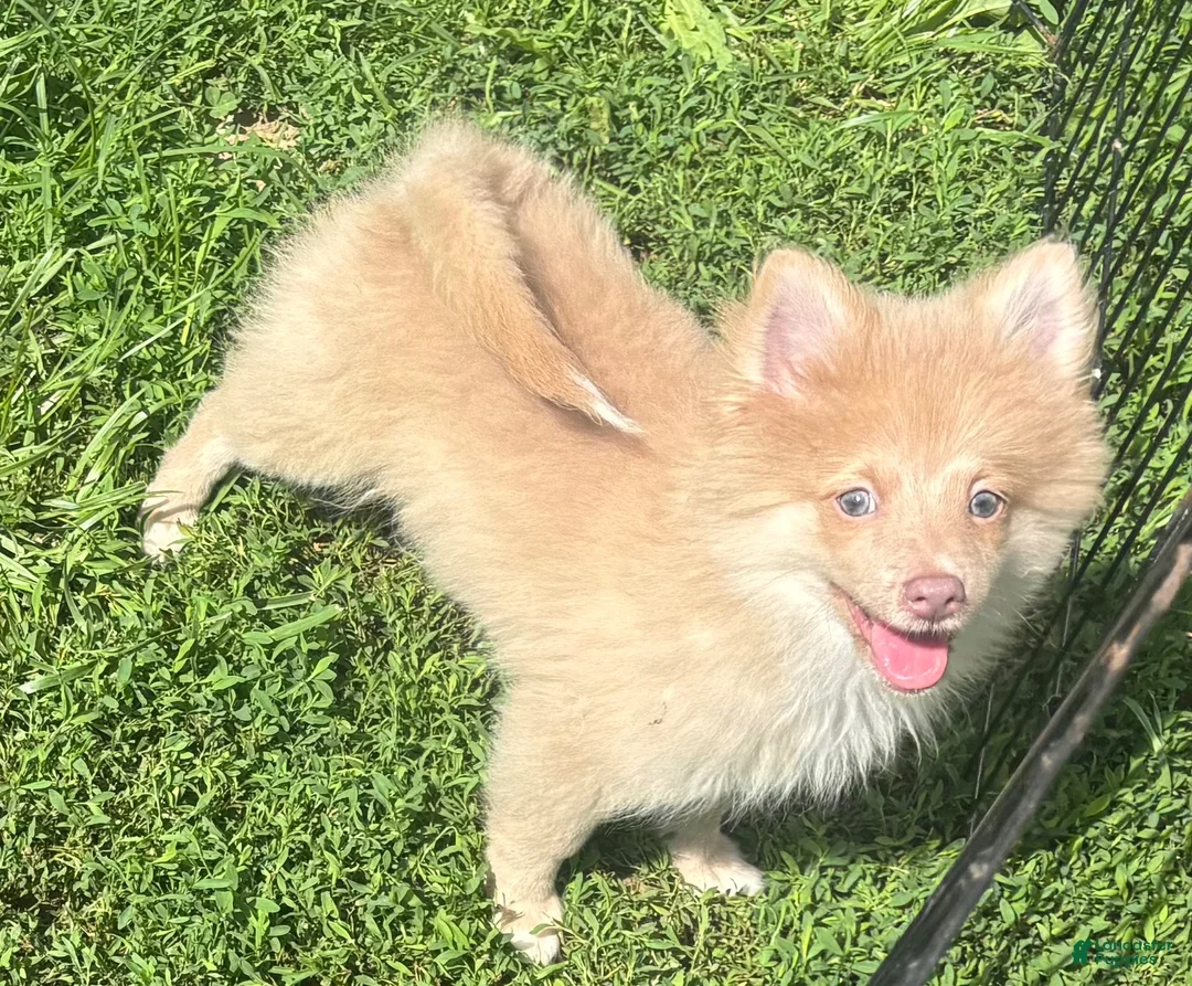 Pomeranian dogs for sale: Pomeranian 1 - Ad 1