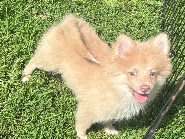 Pomeranian dogs for sale: Pomeranian 1 - Ad 1