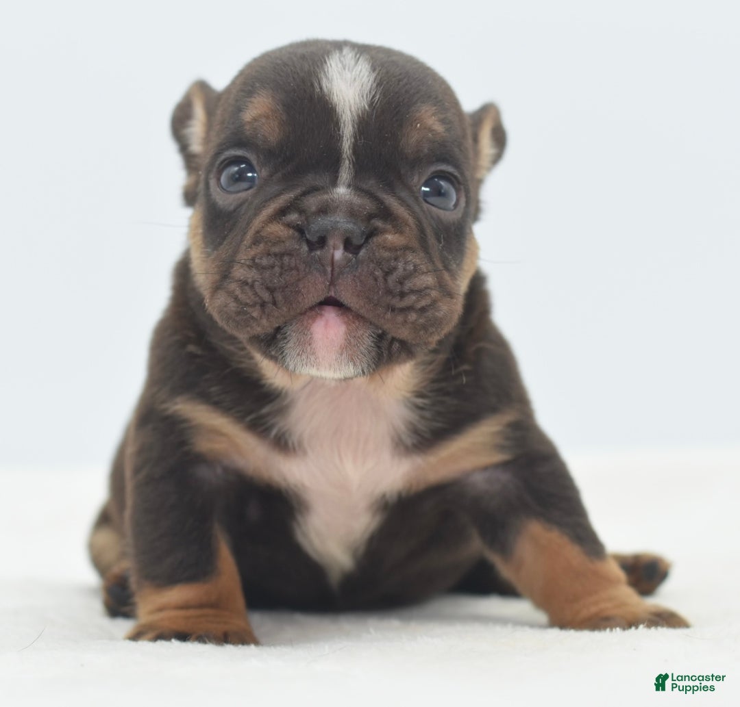 Mixed Breed dogs for sale: Kong micro bully hybrid  - Ad 14