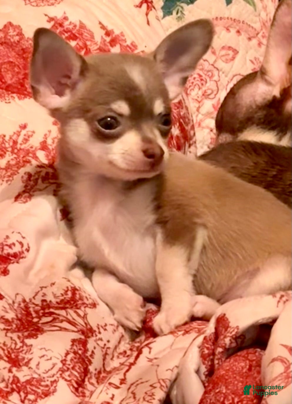 Chihuahua dogs Firdie - Ad 2