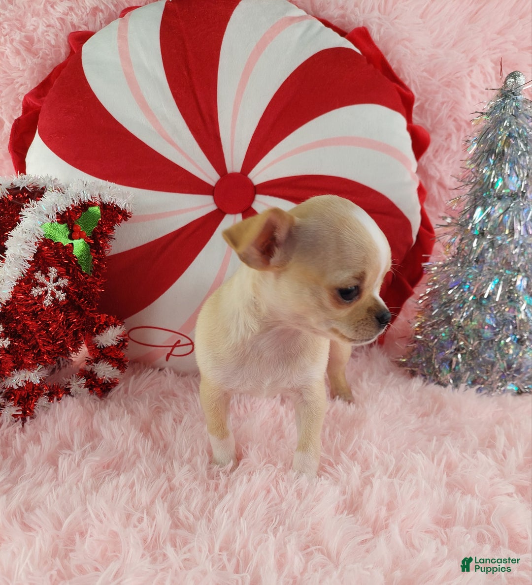 Chihuahua dogs for sale: Chihuahua Puppy 2 - Ad 6