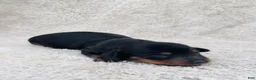 Miniature Dachshund dogs for sale: AKC Longhair Black & Tan Mini Dachshund Girl - Ad 2