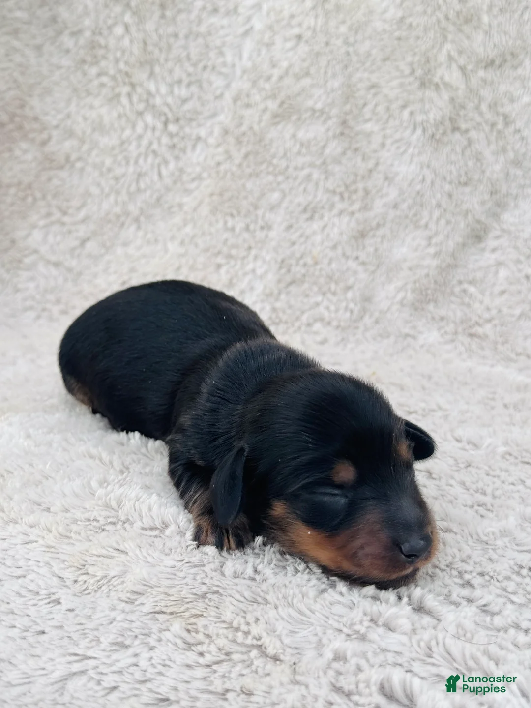 Miniature Dachshund dogs for sale: AKC Longhair Black & Tan Mini Dachshund Girl - Ad 2