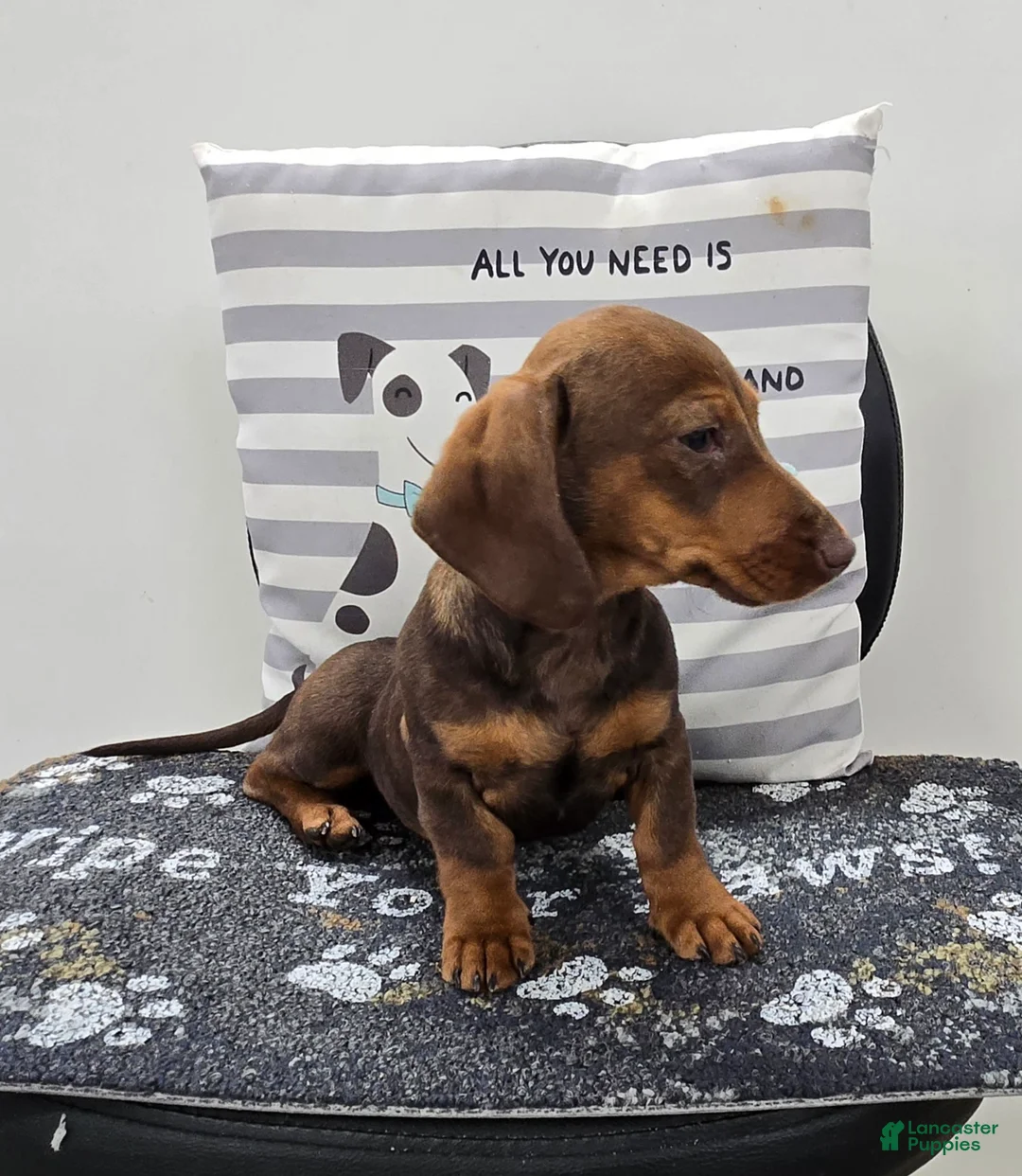 Miniature Dachshund dogs for sale: Davy - Ad 6