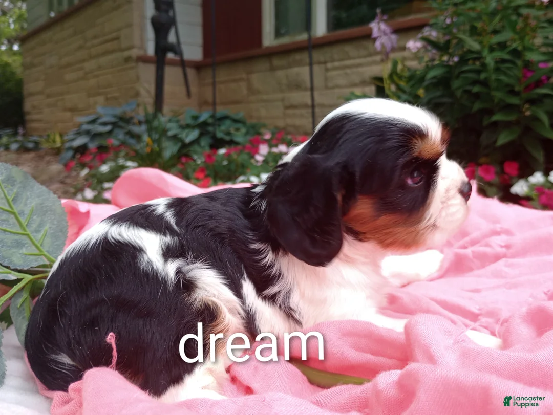 Cavalier King Charles Spaniel dogs for sale: Tiara - Ad 2