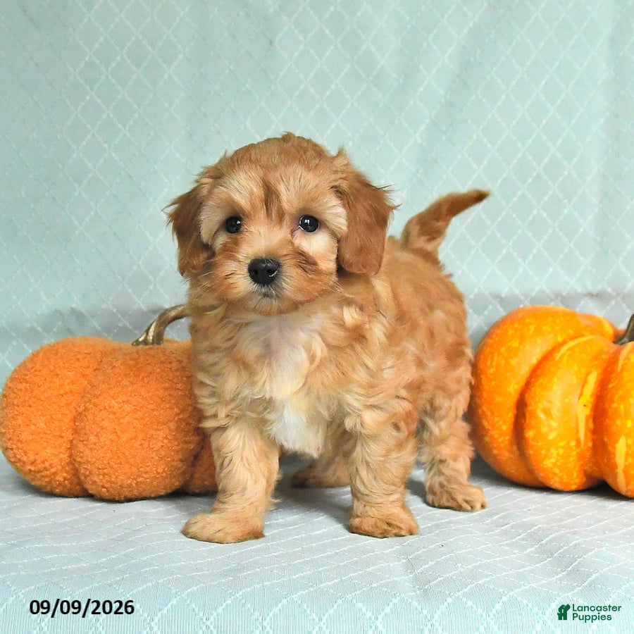 Maltipoo dogs Tessa - Ad 2