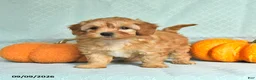 Maltipoo dogs for sale: Tessa - Ad 2