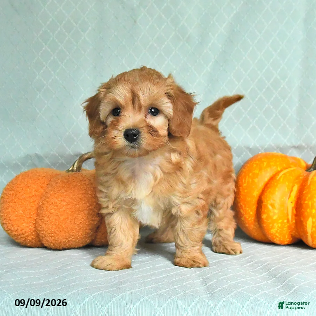 Maltipoo dogs for sale: Tessa - Ad 2