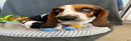 Basset Hound dogs for sale: Teddy - Ad 12
