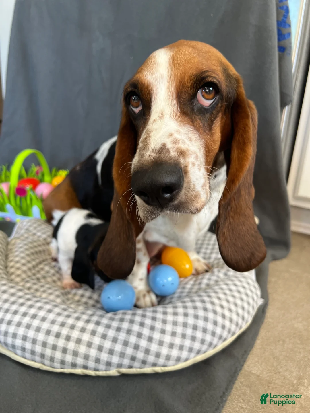 Basset Hound dogs for sale: Fred - Ad 2