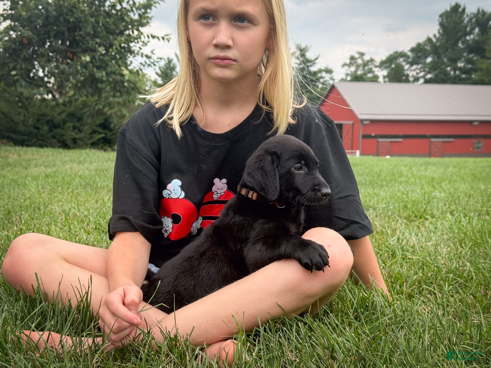 Labrador Retriever dogs Drake - Ad 1