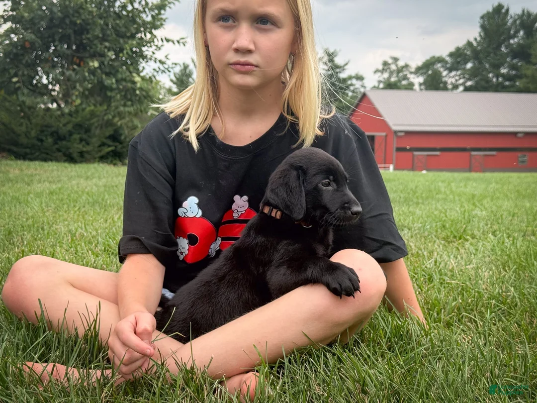 Labrador Retriever dogs for sale: Drake - Ad 1